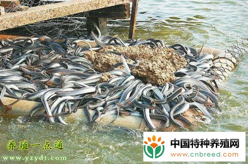 鳗鱼养殖的水质调节