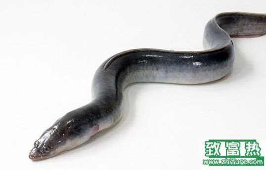 2020养鳗鱼赚钱吗？2020鳗鱼养殖前景及市场价格行情分析