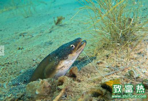 鳗鱼的营养价值和功效 如何选购新鲜美味的活鳗鱼