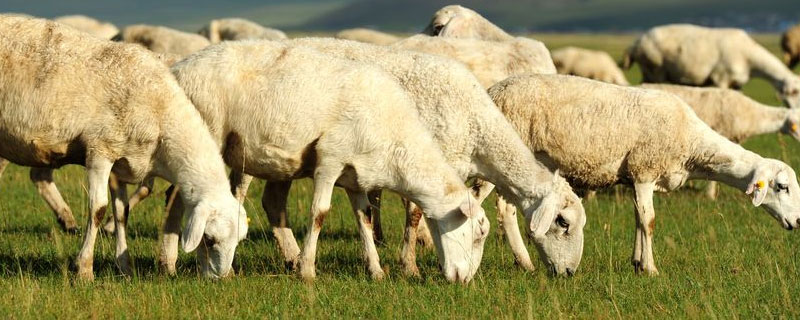 为什么绵羊剃了毛睡不着