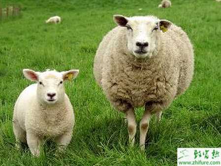 绵羊怎么养？有哪些需要注意的？