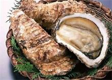 牡蛎暴发病的防治