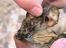 牡蛎养殖管理要点