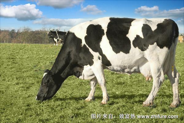 奶牛有哪些品种？