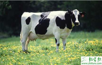养奶牛的市场前景