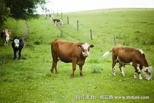 2022养奶牛赚钱吗？奶牛养殖的利润与投资成本及前景预测