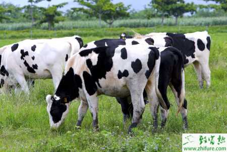 养奶牛的有国家补贴吗？补贴政策都有哪些？