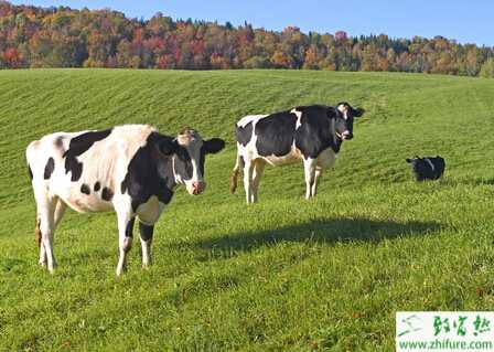 奶牛怎么养？有哪些注意事项？