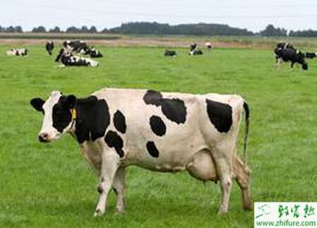 夏季怎么提升养奶牛效益？有哪些注意事项？