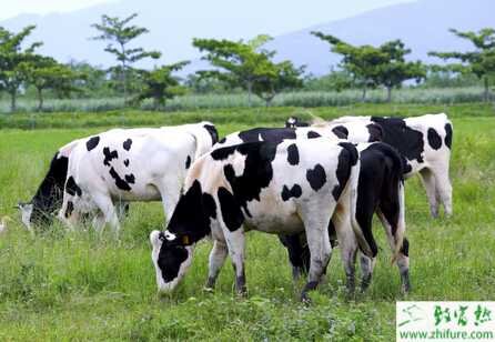 奶牛饲喂青贮饲料有哪些注意事项？青贮饲料有哪些好处？