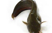 鲶鱼的介绍