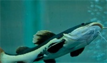 鲶鱼效应的由来和启示