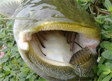 二月美国鲶鱼出口统计