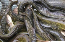 鲶鱼养殖的饵料来源