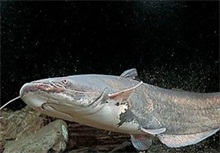 鲶鱼弧菌病的防治