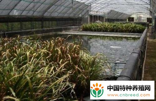 大棚泥鳅怎么养 大棚养殖泥鳅技术奉上