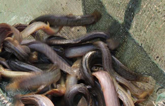 泥鳅要杀吗 怎样杀泥鳅比较快