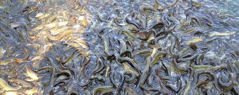 泥鳅养殖中喜欢吃什么