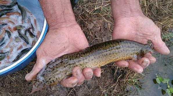 泥鳅死了还能吃吗，有没有危害？
