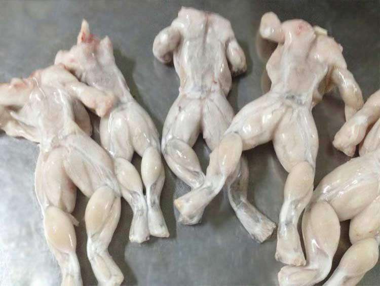 吃牛蛙会过敏吗