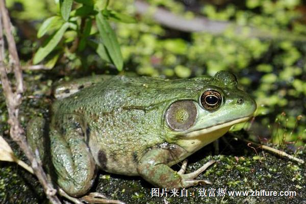 田鸡是牛蛙吗？