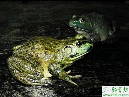 介绍室内常温集约化饲养牛蛙技术