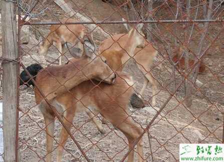 养殖狍子腹泻、肠炎防治