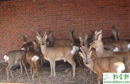饲养狍子引种要注意的方面