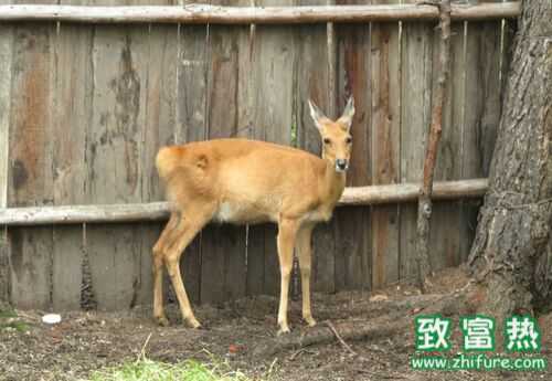 2022养狍子赚钱吗？2022狍子养殖前景及市场价格行情分析