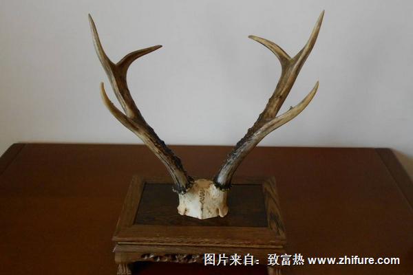 狍子角有什么用？