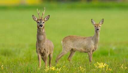 2022养狍子赚钱吗？2022狍子养殖前景及市场价格分析