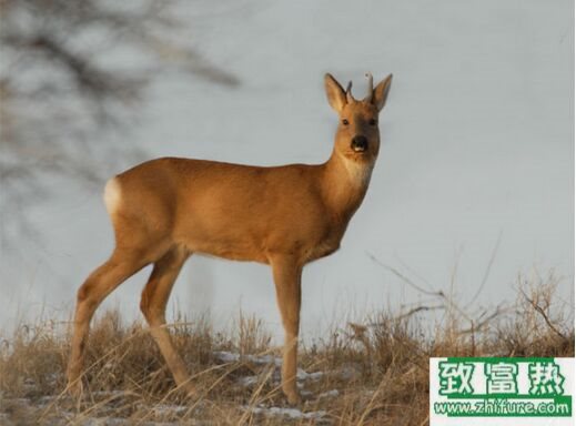 2020养狍子赚钱吗？2020狍子养殖前景及市场价格行情分析