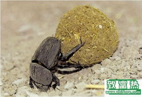 2020养蜣螂赚钱吗？2020蜣螂养殖前景及市场价格行情分析