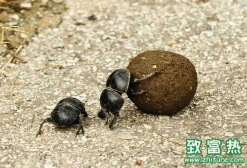 2022养蜣螂赚钱吗？2022蜣螂养殖前景及市场价格行情分析