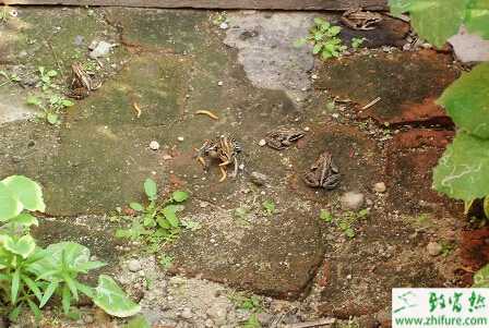 封沟养殖林蛙的越冬管理