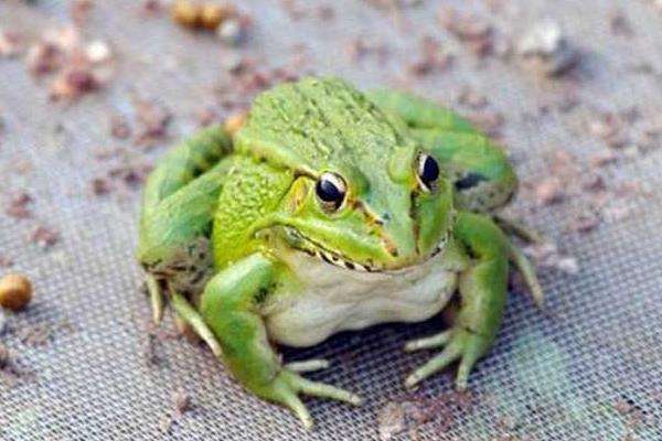 养殖青蛙赚钱吗