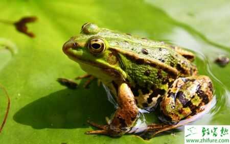 2022养青蛙赚钱吗？2022青蛙养殖前景及市场价格分析