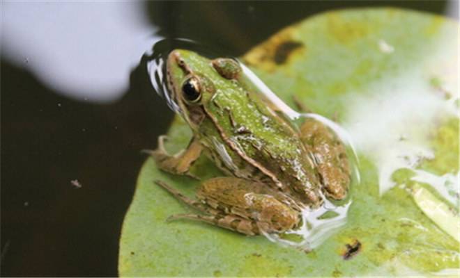 养殖青蛙的利润和风险