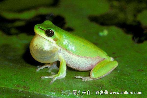 青蛙为什么晚上会叫？