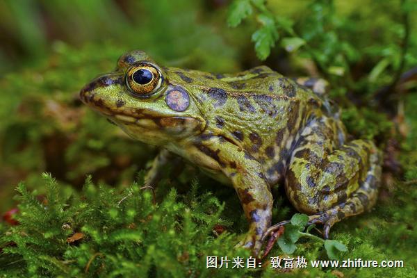 2022养青蛙赚钱吗？青蛙养殖的利润与投资成本及前景预测