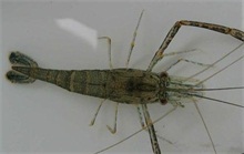 青虾苗的捕捞及运输技术