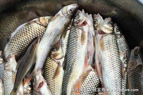 钓青鱼用什么打窝？