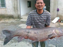 江苏常州武进区洛阳戴溪青鱼遭遇销售难 价格较去年有所回落