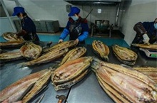 青鱼之乡开启新年丰收季