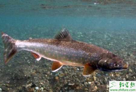 养青鱼赚钱吗？