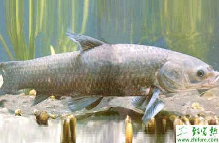 养青鱼的利润