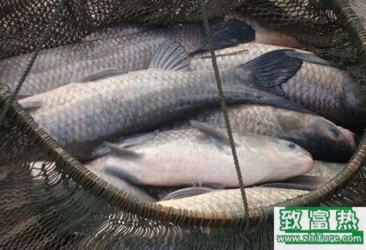 2020养青鱼赚钱吗？2020青鱼养殖前景及市场价格行情分析