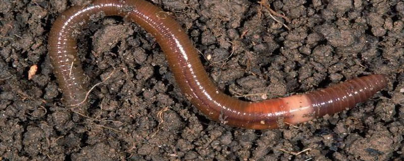 蚯蚓晚上为什么爬出来