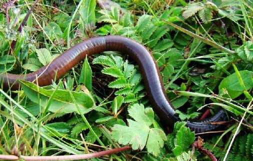 用什么养蚯蚓长得快