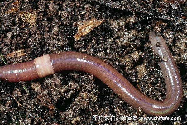 蚯蚓是软体动物吗？